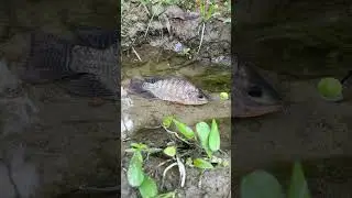 🎣 Fishing for LIFE in a Desi Village | A Day of Traditional Fishing in Rural Life 🌾 Village Ltd