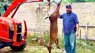 Deer bacon!