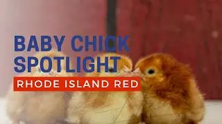 Single Comb Rhode Island Red Chicken Breed | Cackle Hatchery