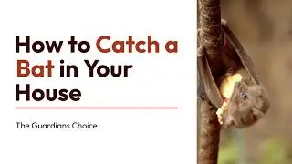 3 Ways to Catch a Bat in Your House | How to Catch a Bat in Your House | The Guardians Choice