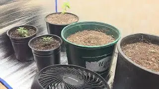 LEGAL CANNABIS GROW UPDATE
