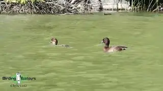Madagascar Pochards