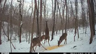 Best clips from our East TN trail cams from 01/11/25 - Don't miss the does boxing each other!
