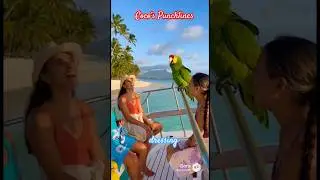 Шутки Коко про заправку для салата #смешно