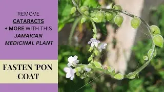 The HEALING POWERS of FASTEN-'PON-COAT (PRIVA LAPPULACEA) / Earth's Medicine