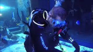 Shark Dive Skegness Aquarium