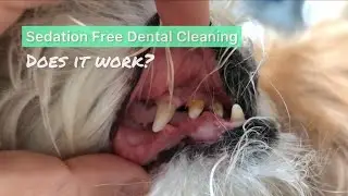 [shih tzu] ZaiZai Tried the Sedation Free Dental Cleaning. Does it Work?