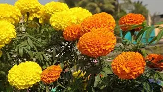 Marigold Trees in Full Bloom 🌿 A Calm Nature Experience