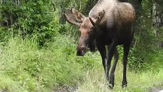 Cat vs Moose