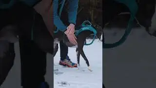 Getting hyped for the canicross season!