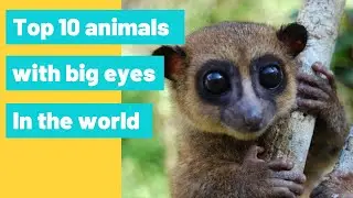 Top 10 animals with big eyes | Big eyes animals | Borny with Pets