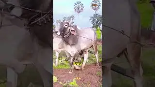 Cow dung fuel rods are a genius invention