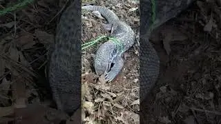 Clawdius Digging