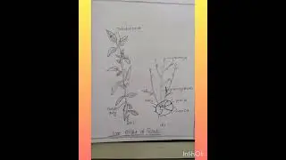 Bsc Botany practical file sem -1 ccs University 