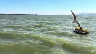 Red-billed gull in Dianchi, Kunming