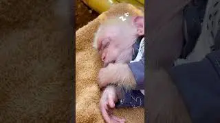 Obi monkey looks so cute while sleeping  #shorts #obi #cute #animalshome #monkey #funny  #animals