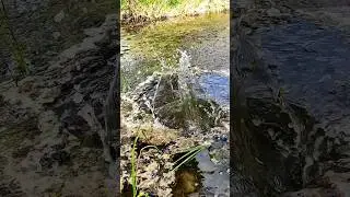 ASMR, Throwing a stone into the water of the lake, Water sounds, Nature ASMR #asmr #satisfying #cute