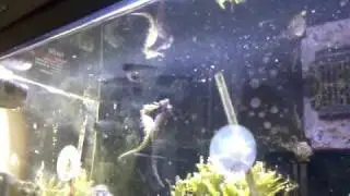 H.barbouri seahorses transferring eggs - the mating dance