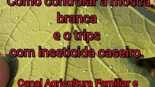 Controle de mosca branca, pulgão e trips com inseticida caseiro.