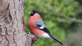 Bullfinch Sound HD | Eurasian Bullfinch Call, Common Bullfinch, Passerine Bird