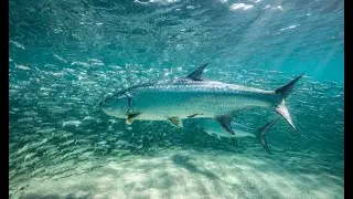 Amazing Footage Of The Florida Mullet Run