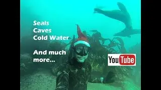 Seals and Christmas