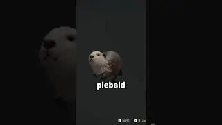 I found a PIEBALD BEAVER 🦫🔫 | theHunter: Call of the Wild