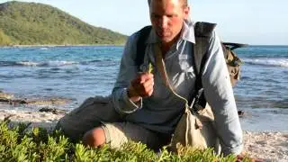 Survival!  Eating wild sea purslane on Snake Island
