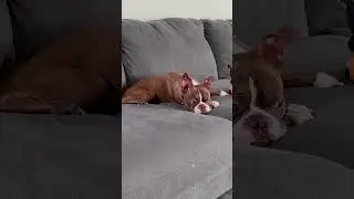 Life be boring sometimes #dog #puppy #cutedog #happypuppy #doglover #bostonterrier #boreddog