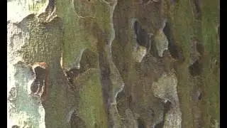 Esp&egrave;ces invasives : le chancre color&eacute; du platane