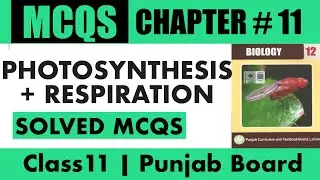 Punjab Book Class 11 MCQS | Chap: Bioenergetics | Class 11 | Solved MCQS 