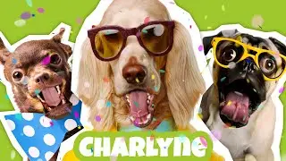 JOYEUX ANNIVERSAIRE CHARLYNE - Chanson dr&ocirc;le par une meute de chiens d&eacute;jant&eacute;s 🎉