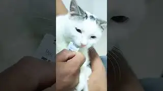 #kittey #cutekitty #catlover #ourcat #cutecat #cute