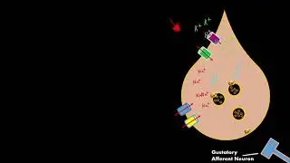 Sour Taste Gustatory cell physiology *(RELEASES SEROTONIN!) not ATP