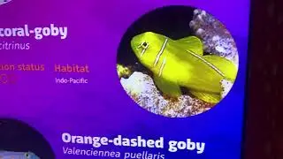 Some interesting facts about Lemon coral goby fish at London Aquarium