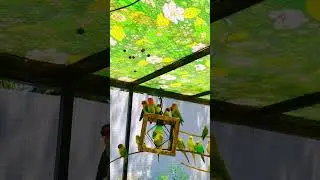 My mix aviary birds #Shorts #youtubeshorts #birdaviary #birdslover #birdsaviary #cutebirds