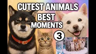 Cute Animal Compilation Vol.3 🐶🐱✨（総集編パート3）
