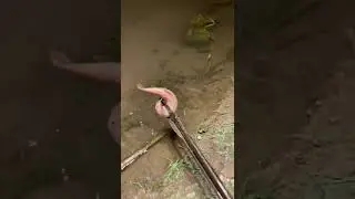 How to catch Eel fish with hook#247