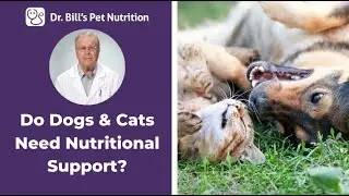 Do Dogs & Cats Need Nutritional Supplements? | Dr. Bill's Pet Nutrition