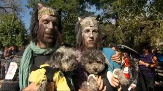 Dog Costume Parade Looks to Crown Best in Show