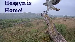 Hesgyn is Home!