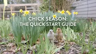 Chick Season: The Quick Start Guide