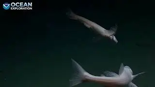 Deep-Sea Lizardfish