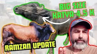 katton ki deal | bechro k rate | katton k rate | kato mall | qurbani 2024 | cow mandi
