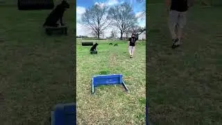 Cane corso Pepper, long stay!