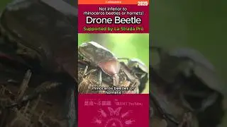 【Insect Encyclopedia 2025】 Glimmer of Luck: Discover the Metallic Drone BeetleHashtags#insects
