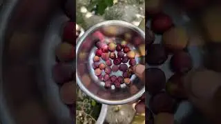 Falsa Fruit Harvesting Indian sherbet berry