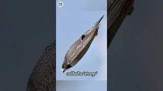 The fastest animal in the world #knowledge #usa #facts #shorts #animals #falcon