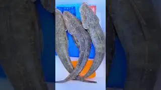 My fishing journey so far 🤙 #fishing #fishingvideo #fishtok #fishinglife #fishingshorts