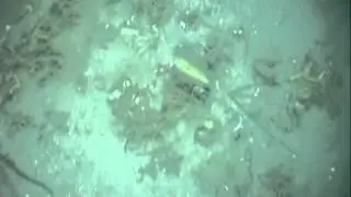 Small Isles NC MPA - SCTV2